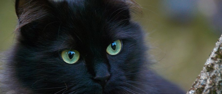 Chat chantilly